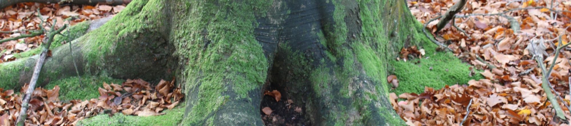 roots
